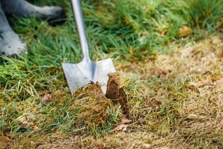 Big Dig at Easter Bush